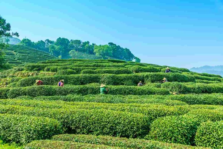 Dharamshala and Palampur